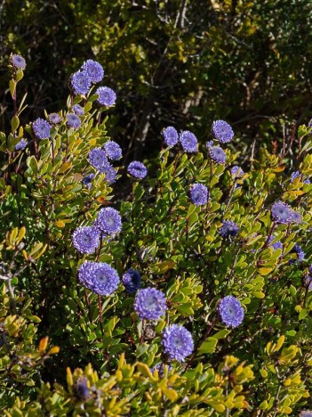 Globulaire buissonnante