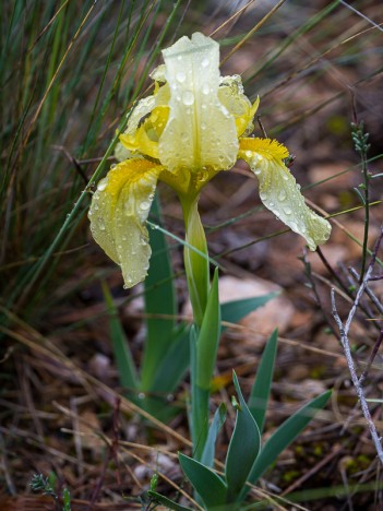 Iris nain de la Sainte-Victoire, avr. 2012