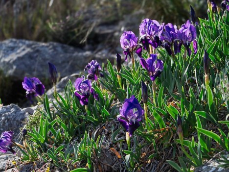 Iris nain mauve, Iridacées