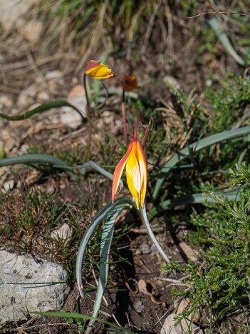 Tulipe méridinale ou australe, Tulipa australis