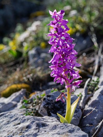 Orchis mâle, Orchis mascula