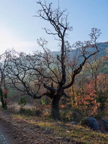 Bel arbre au bord du Chemin des Venturiers