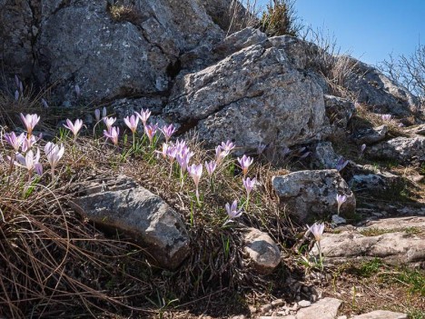 Quelques crocus, Montagne Sainte-Victoire