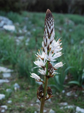Asphodèle blanc