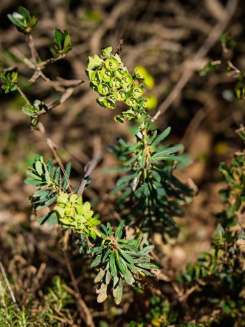 Euphorbe des Garrigues