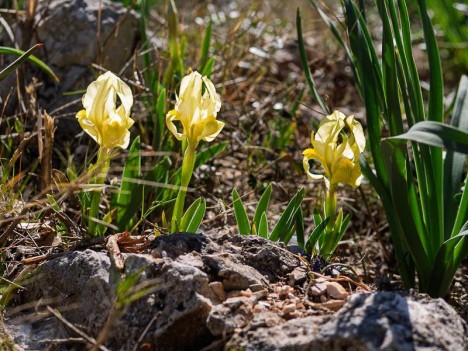 Iris nain (ou des garrigues)