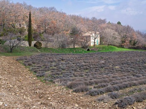 Champ de lavande près d'Auribeau