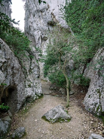 Gorges de Régalon, arbuste