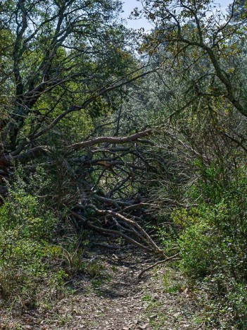 Arbre couché en travers du chemin du Jas de Cartot