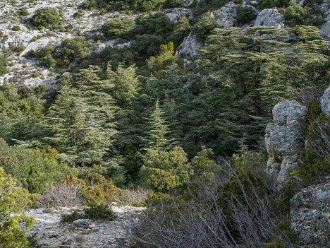 Bouquet de cèdres du Vallon de la Brayette
