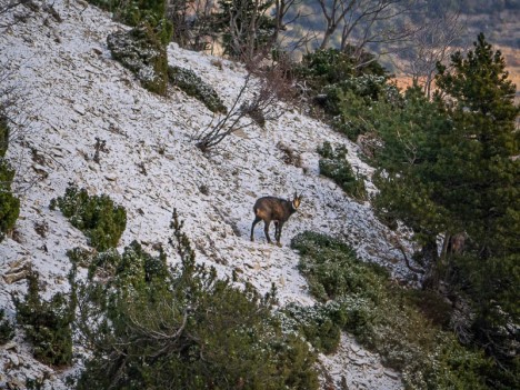 Chamois du Ventoux