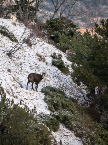 Chamois du Ventoux