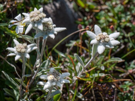 Edelweiss, un bouquet, août 2011