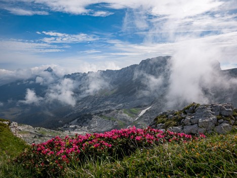 Rhododendrons de la crête des Rochers des Jaux, juin 2018