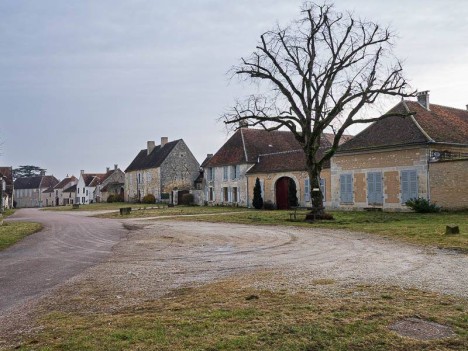 Le tilleul de la place du château