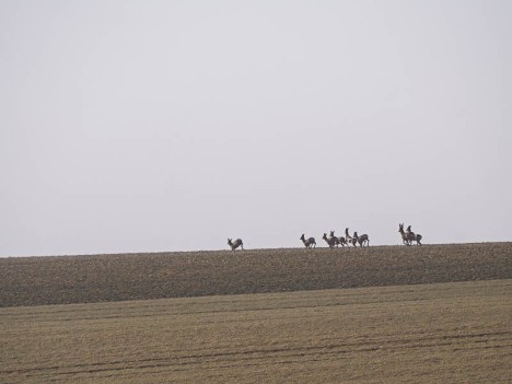 Le chevreuils des Grands Champs, Druyes-les-Belles-Fontaines