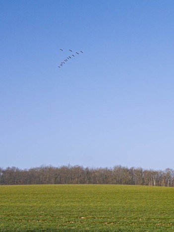 Vol de grues cendrées au-dessus des Grands Champs, Druyes-les-Belles-Fontaines