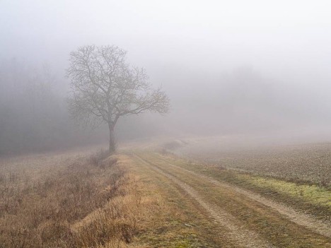 Arbre dans le brouillard, Molesmes