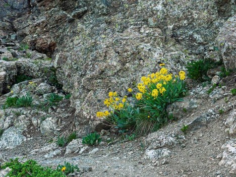 Crucifère de la famille des brassicacées