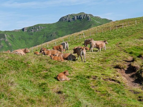 Vaches de race Aubrac devant le Puy de Peyre Arse