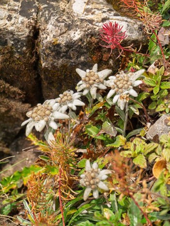 Edelweiss