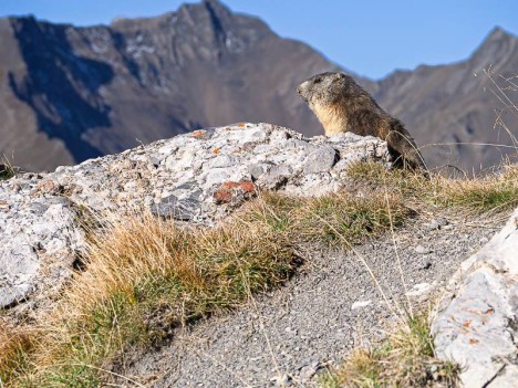 La marmotte du Pic de l'Aigle