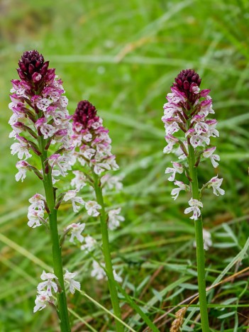 Orchis brûlés