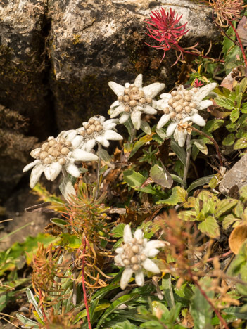 Edelweiss