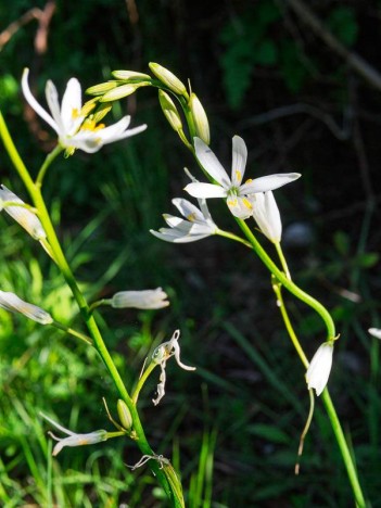 Phalangère à fleurs de lis