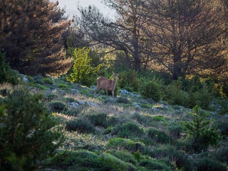 Biche
