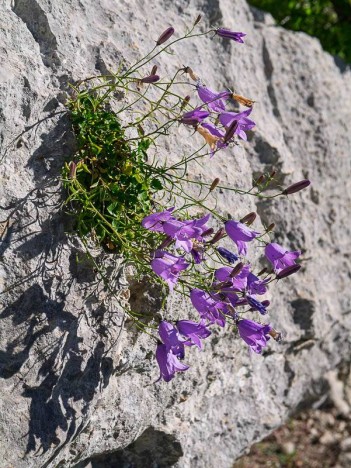 Campanule de Scheuchzer