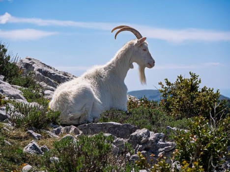 La chèvre de l'Arpille