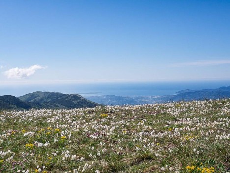 Pelouse fleurie de la Montagne de Thiey
