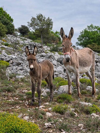 Ânesse et son ânon