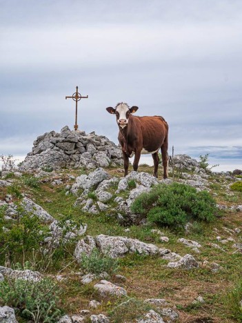 Vache du Mouton d'Anou