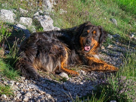 Sous le Pas d'Estrugue, un chien accompagnateur