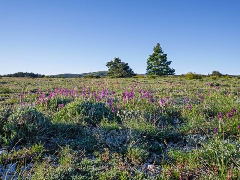 Orchidées sur le chemin du Haut Montet