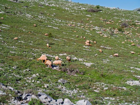 Moutons tondus sur le Plateau de Caussols