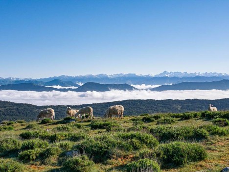 Moutons au Sommet du Viériou