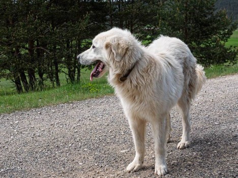 Chien Montagne des pyrénées