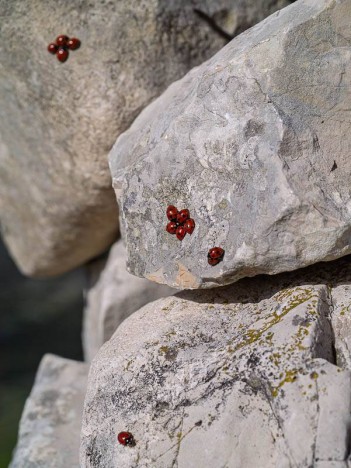 Coccinelles à sept points au soleil