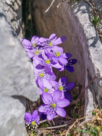 Hépatique noble de la famille des Ranunculaceae