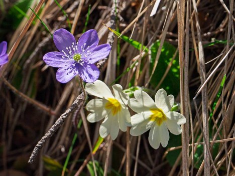 Hépatique noble et Primevères