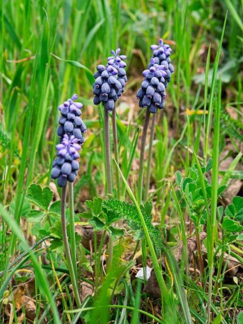 Muscari négligé de la familles des Asparagaceae