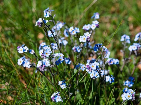 Myosotis des Alpes