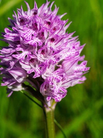 Orchis à trois dents
