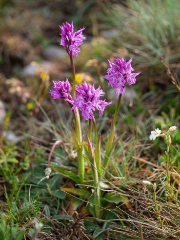 Bouquet d'orchis à trois dents