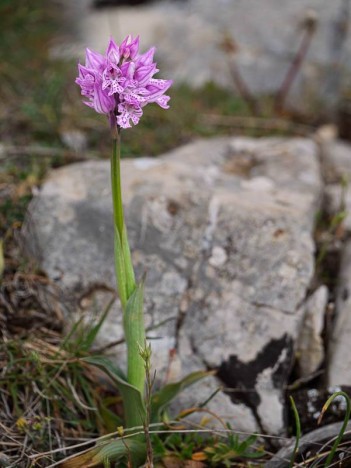 Orchis tridenté