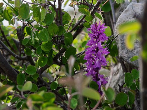 Orchis mâle