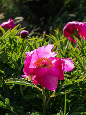 Fleur de Pivoine